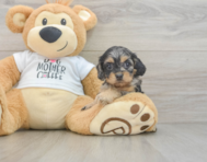 8 week old Cockapoo Puppy For Sale - Seaside Pups