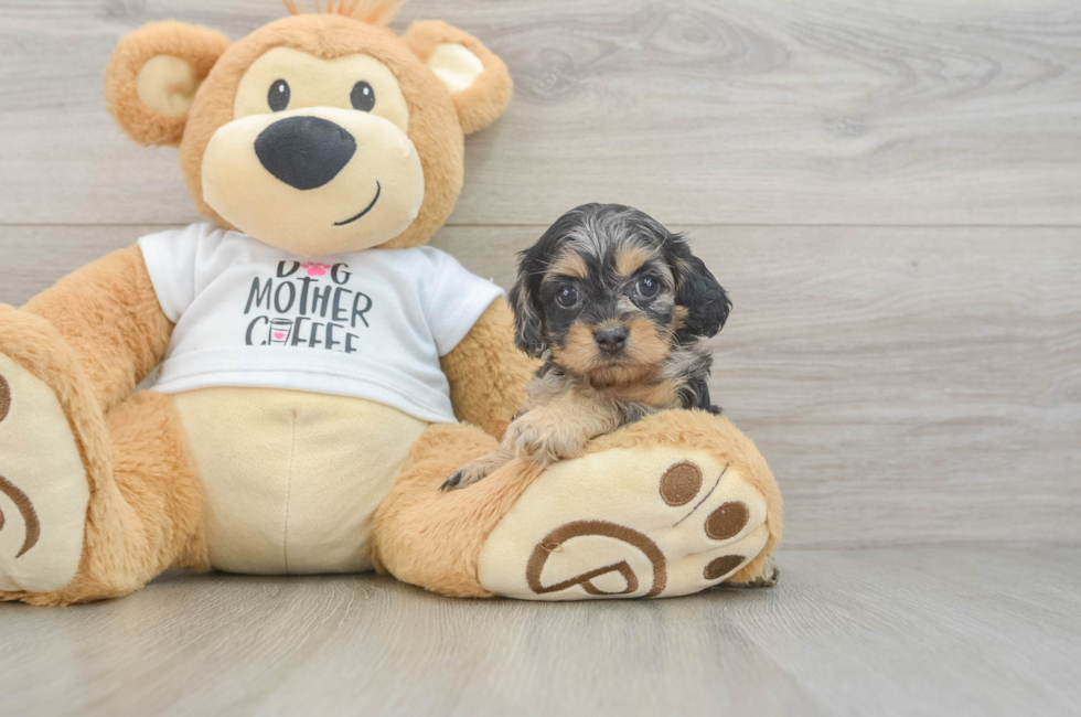 5 week old Cockapoo Puppy For Sale - Seaside Pups