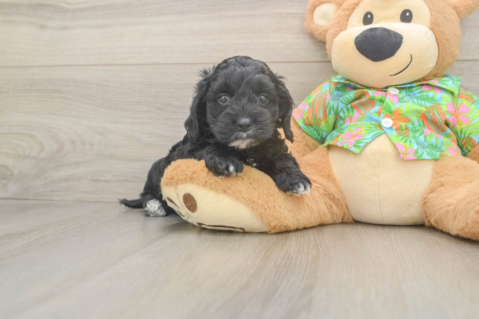 Cockapoo Pup Being Cute