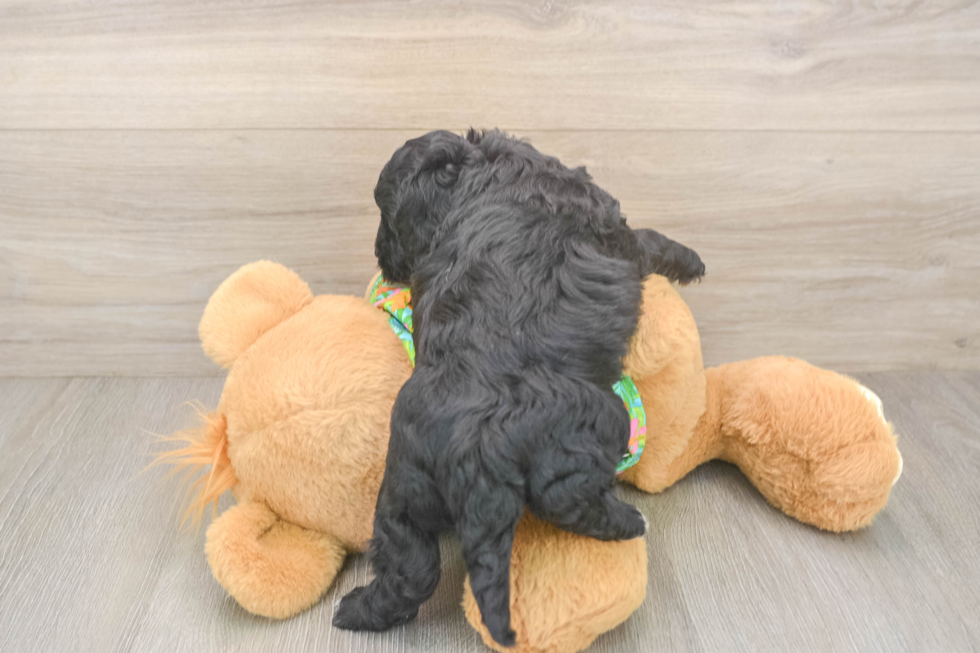 Best Cockapoo Baby