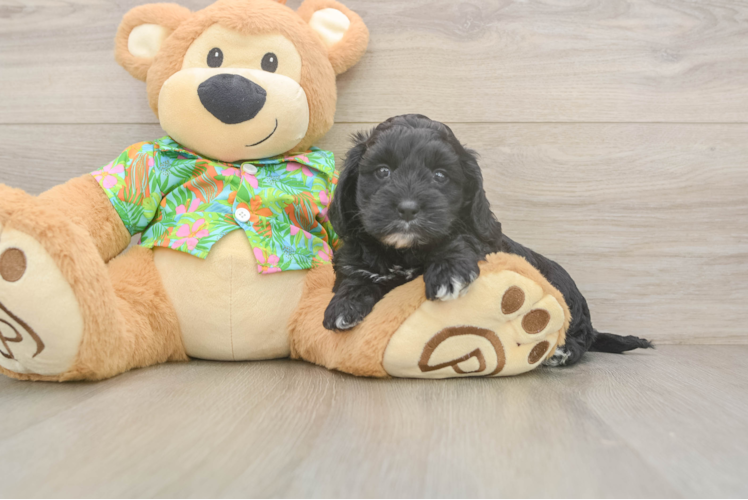 Cockapoo Pup Being Cute