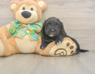 7 week old Cockapoo Puppy For Sale - Seaside Pups