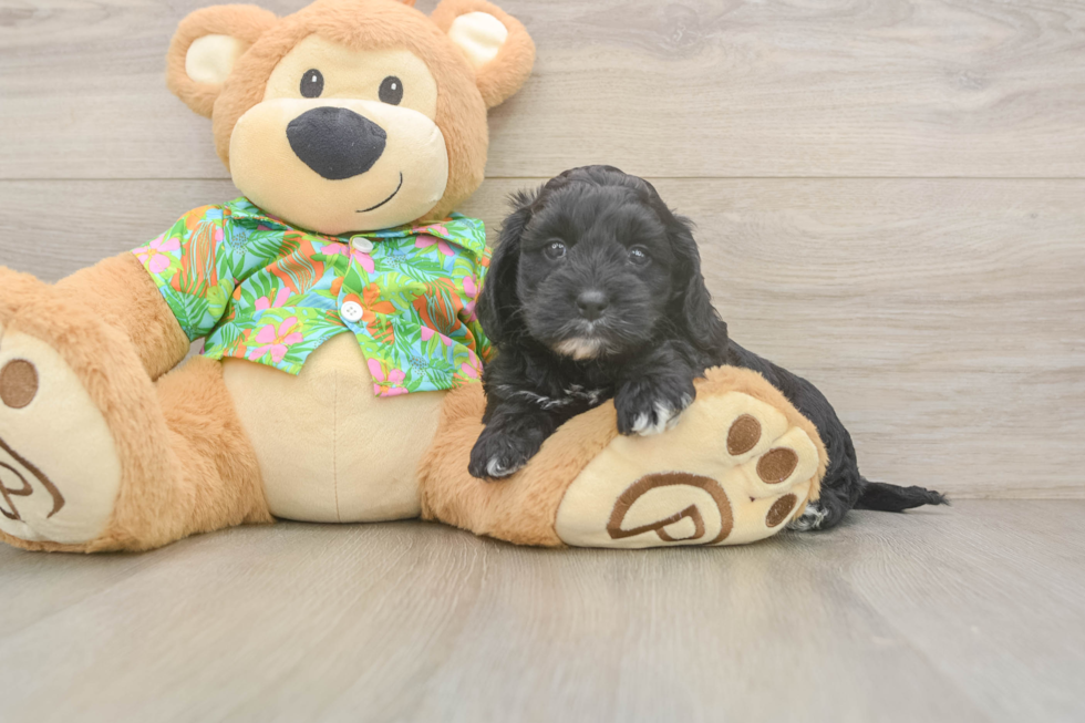 Cockapoo Pup Being Cute