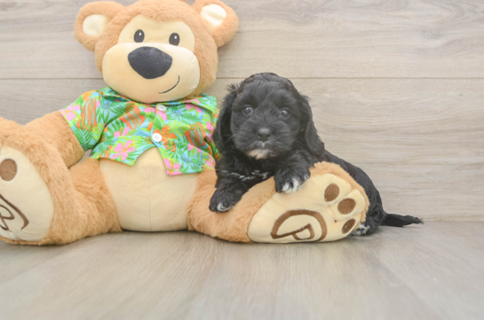 Cockapoo Pup Being Cute