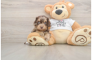 Cute Cockapoo Baby