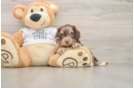 Friendly Cockapoo Baby