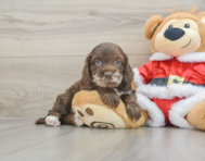 6 week old Cockapoo Puppy For Sale - Seaside Pups