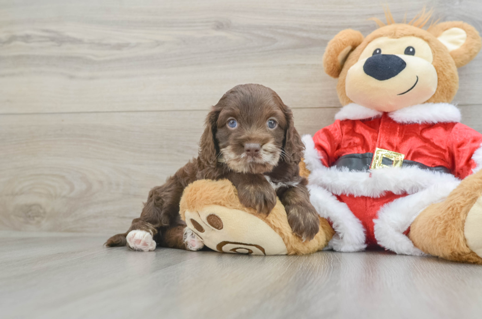 6 week old Cockapoo Puppy For Sale - Seaside Pups