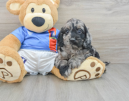 6 week old Cockapoo Puppy For Sale - Seaside Pups