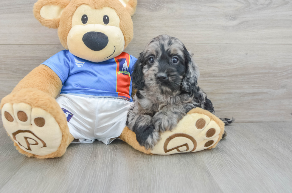 5 week old Cockapoo Puppy For Sale - Seaside Pups