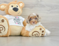 8 week old Cockapoo Puppy For Sale - Seaside Pups
