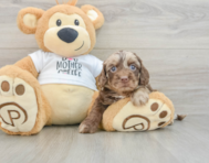 5 week old Cockapoo Puppy For Sale - Seaside Pups