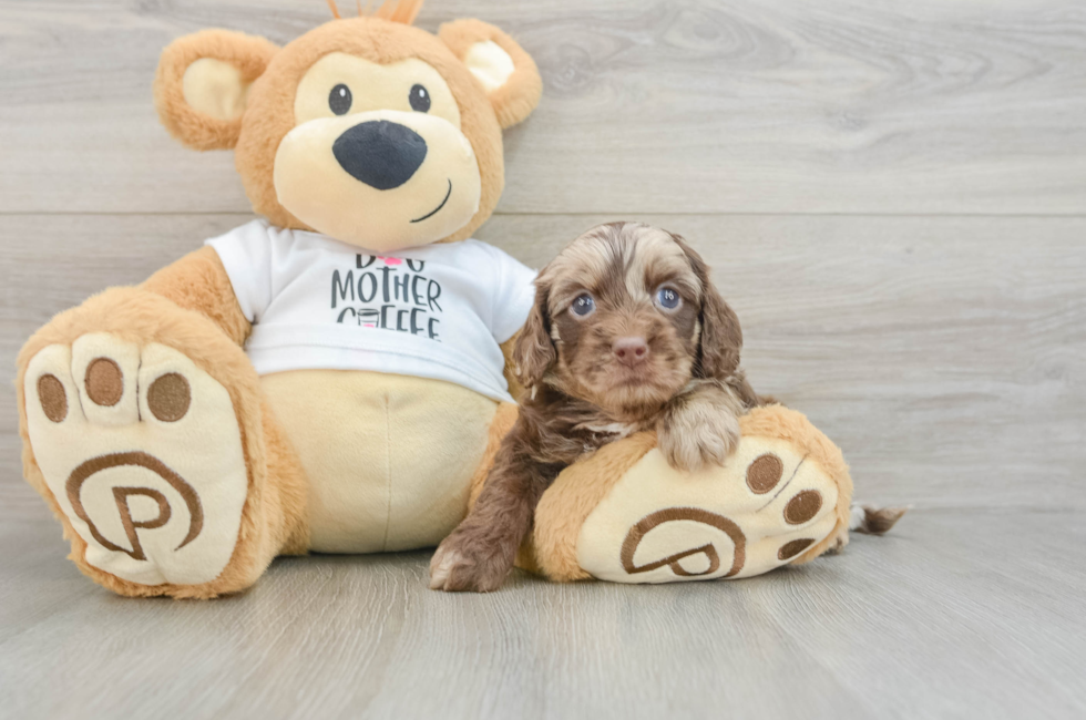 5 week old Cockapoo Puppy For Sale - Seaside Pups