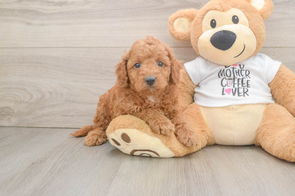 6 week old Cockapoo Puppy For Sale - Seaside Pups