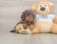 6 week old Cockapoo Puppy For Sale - Seaside Pups