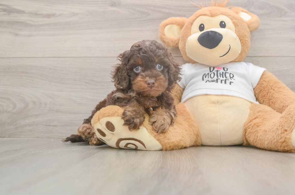 5 week old Cockapoo Puppy For Sale - Seaside Pups