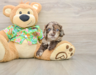5 week old Cockapoo Puppy For Sale - Seaside Pups