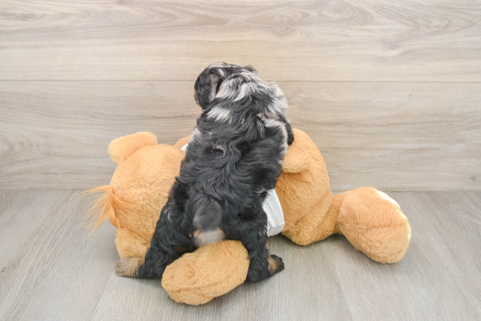 Sweet Cockapoo Baby