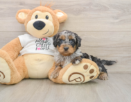 8 week old Cockapoo Puppy For Sale - Seaside Pups