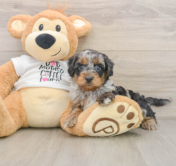 8 week old Cockapoo Puppy For Sale - Seaside Pups