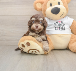 5 week old Cockapoo Puppy For Sale - Seaside Pups