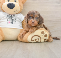 5 week old Cockapoo Puppy For Sale - Seaside Pups