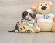 5 week old Cockapoo Puppy For Sale - Seaside Pups