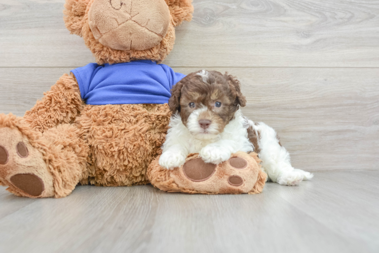 Petite Cockapoo Poodle Mix Pup