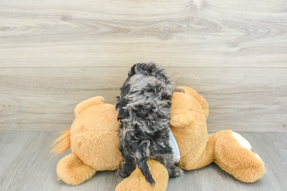 Hypoallergenic Cocker Doodle Poodle Mix Puppy