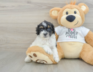 8 week old Cockapoo Puppy For Sale - Seaside Pups