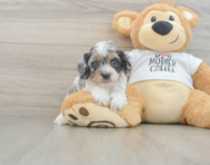 6 week old Cockapoo Puppy For Sale - Seaside Pups