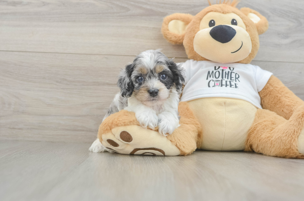 5 week old Cockapoo Puppy For Sale - Seaside Pups
