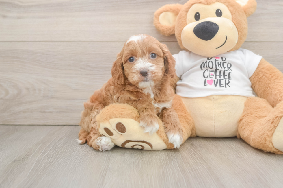 6 week old Cockapoo Puppy For Sale - Seaside Pups