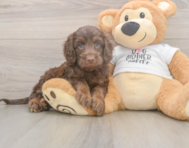 6 week old Cockapoo Puppy For Sale - Seaside Pups