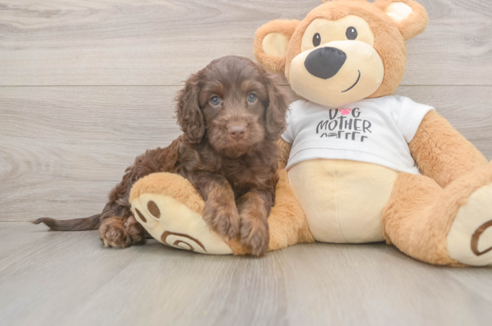 5 week old Cockapoo Puppy For Sale - Seaside Pups