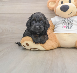 5 week old Cockapoo Puppy For Sale - Seaside Pups