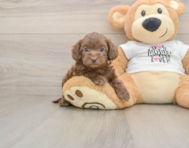 5 week old Cockapoo Puppy For Sale - Seaside Pups
