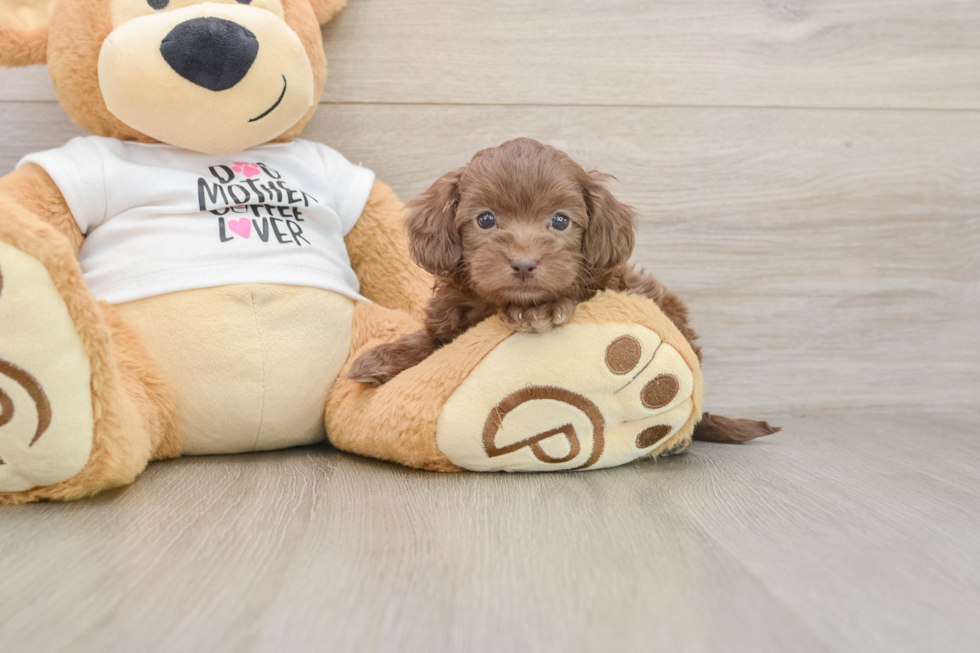 Petite Cockapoo Poodle Mix Pup