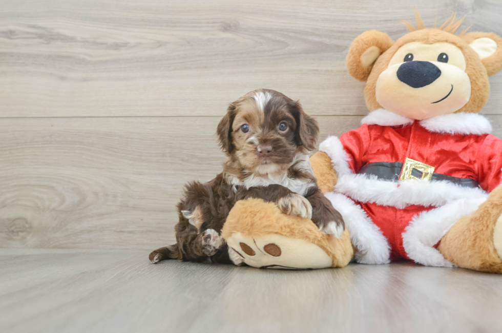 6 week old Cockapoo Puppy For Sale - Seaside Pups