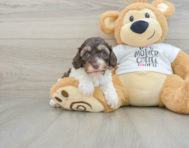 8 week old Cockapoo Puppy For Sale - Seaside Pups