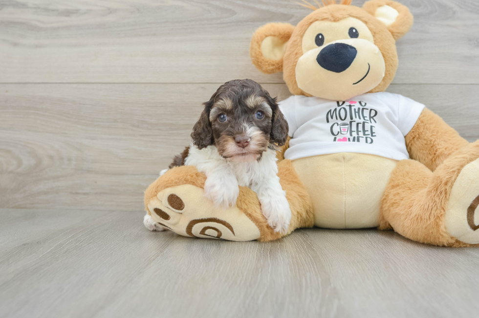 7 week old Cockapoo Puppy For Sale - Seaside Pups