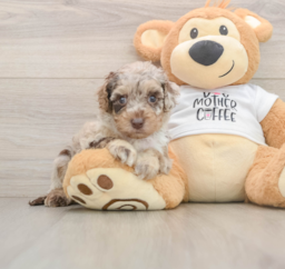 5 week old Cockapoo Puppy For Sale - Seaside Pups