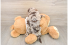 Cockapoo Puppy for Adoption