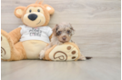 Cockapoo Puppy for Adoption