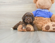 6 week old Cockapoo Puppy For Sale - Seaside Pups