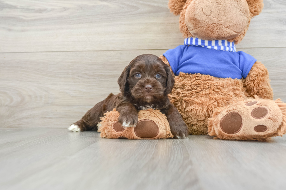 6 week old Cockapoo Puppy For Sale - Seaside Pups