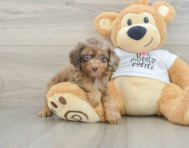 8 week old Cockapoo Puppy For Sale - Seaside Pups