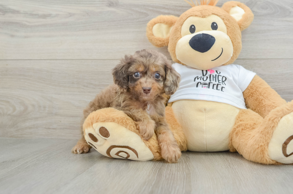 5 week old Cockapoo Puppy For Sale - Seaside Pups