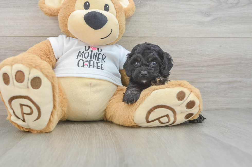 5 week old Cockapoo Puppy For Sale - Seaside Pups