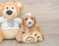 7 week old Cockapoo Puppy For Sale - Seaside Pups